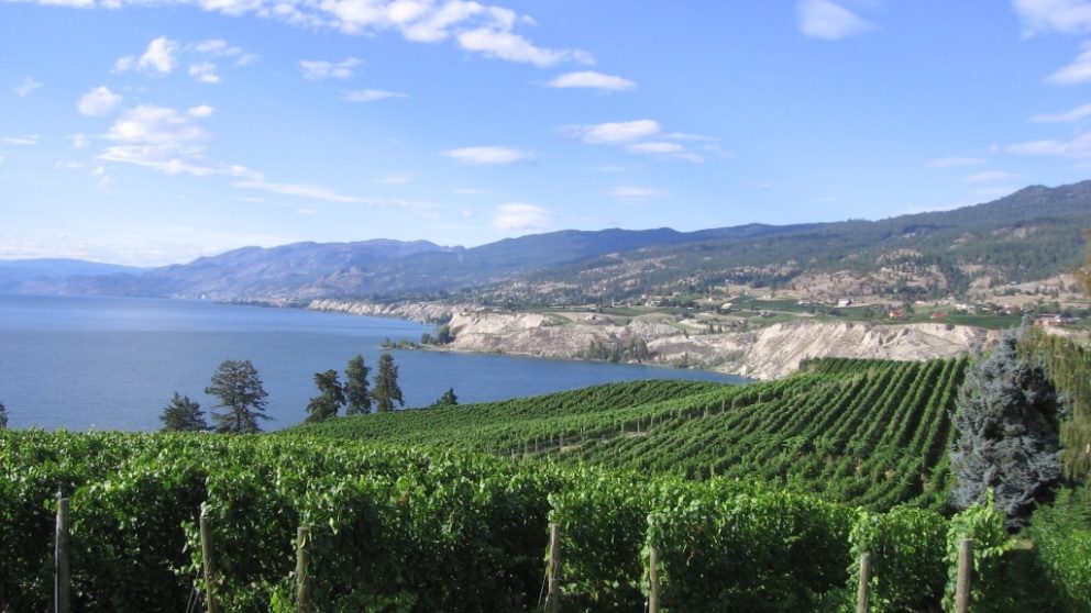 Scenic View Of Vineyards Lake 1024X768