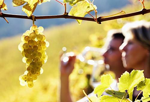 Fall Wine