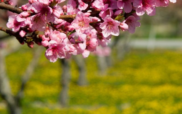 Cherry Blossoms 9980