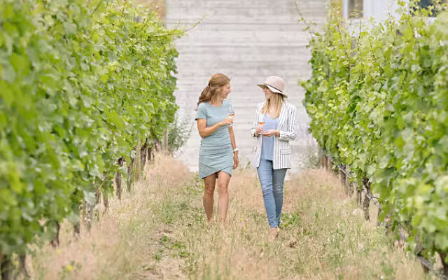Guests strolling through a vineyard at Haywire with glass of wine, surrounded by green grapevines