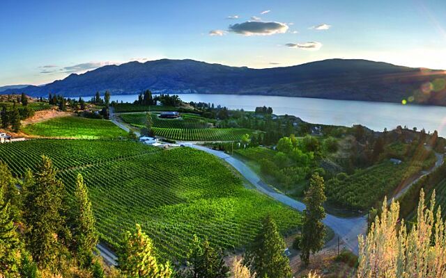 Haywire Winery’s sunlit vineyard overlooking Okanagan Lake, where organic winemaking meets breathtaking views.